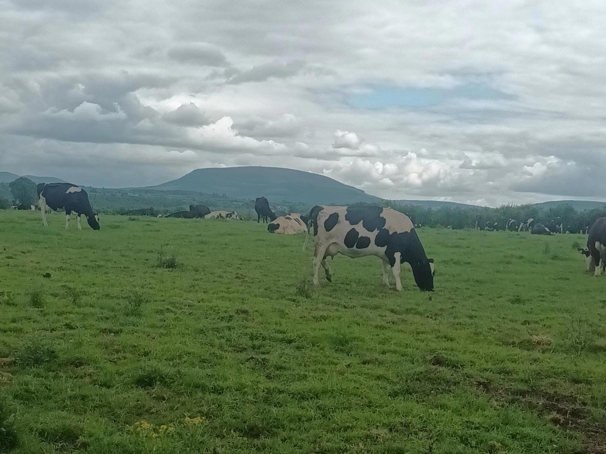 Birdhill Farmhouse Tipperary Exteriör bild